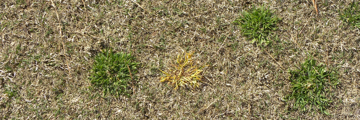 herbicide resistance